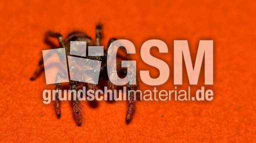 Springspinne (9).jpg